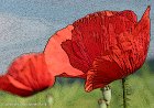 Poppies - 0014   33 x 48 cm - Classic Print Matted : Baden Wurttemberg, Flowers, Germany, Nufringen
